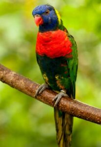 The Rosella vs the Lorikeet
