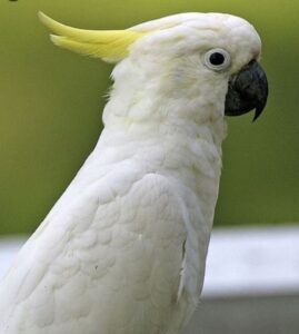 what is the life expectancy of a cockatoo?