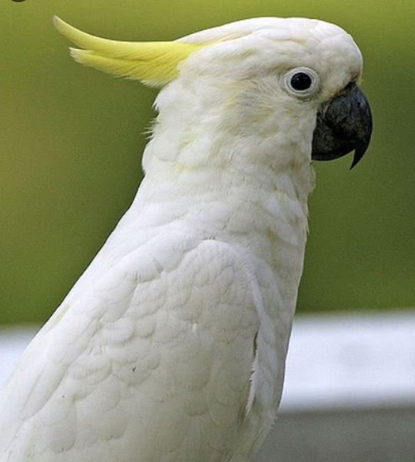 life expectancy of the cockatoo