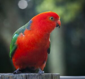 king-parrot