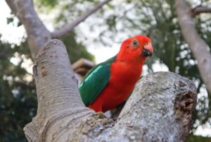what is the lifespan of a king-parrot?